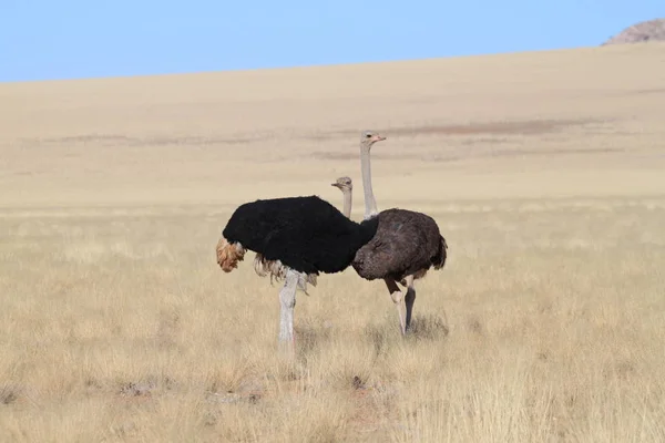 Pštrosi v Namibijské savaně — Stock fotografie