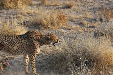 Namibya 'nın çalılıklarında güzel çita
