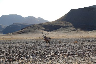 Namibya Çölünde Afrika antilobu