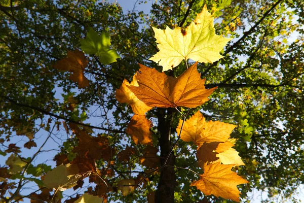 Прекрасне осіннє листя — стокове фото