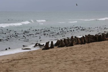 Namibya 'daki Walvis Körfezi' nin deniz aslanları.