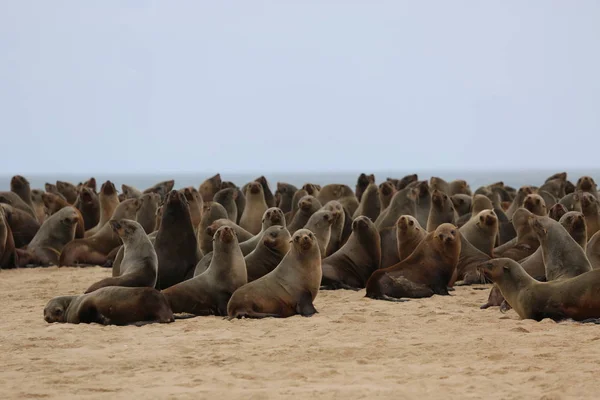 Os leões-marinhos da Baía de Walvis na Namíbia — Fotografia de Stock