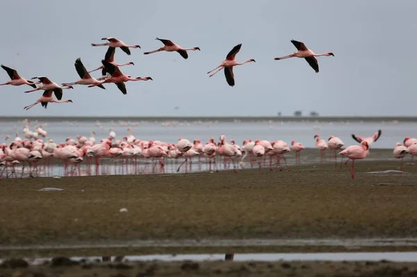 Walwish Bay rózsaszín-fehér flamingóinak kolóniája Swakopmund közelében — Stock Fotó