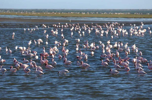 Kolonia różowych i białych flamingów Walwish Bay w pobliżu Swakopmund — Zdjęcie stockowe