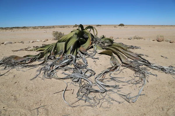 Damaraland, a extraordinária welwitschia mirabilis, uma planta milenar que vive apenas na Namíbia — Fotografia de Stock