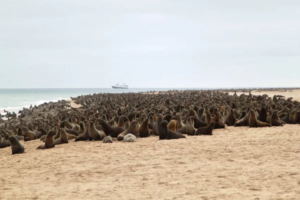 Os leões-marinhos da Baía de Walvis na Namíbia — Fotografia de Stock