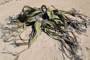 Damaraland, olağanüstü Welwitschia mirabilis, sadece Namibya 'da yaşayan bin yıllık bir bitki.