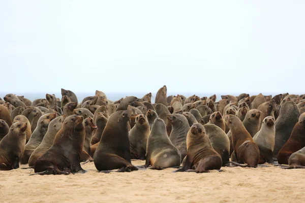 Os leões-marinhos da Baía de Walvis na Namíbia — Fotografia de Stock