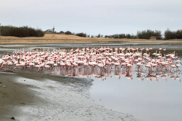 Kolonia różowych i białych flamingów Walwish Bay w pobliżu Swakopmund — Zdjęcie stockowe