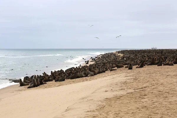Namibya 'daki Walvis Körfezi' nin deniz aslanları.