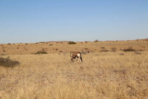 Un hermoso paisaje de la sabana de Namibia — Foto de Stock