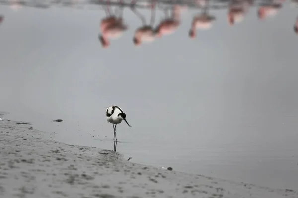 Pied Avocet w poszukiwaniu żywności na plaży — Zdjęcie stockowe