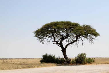 Etosha Parkı 'ndaki Güzel Ağaç