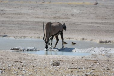 Afrika antilobu Etosha Parkı 'ndaki bir su birikintisinden su içer.