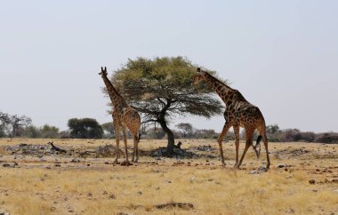 Zürafalar en sevdikleri yemeği ararlar, akasya yaprakları..