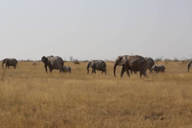 Etosha Ulusal Parkı 'nda hareket eden bir grup fil.