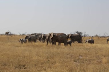 Etosha Ulusal Parkı 'nda hareket eden bir grup fil.