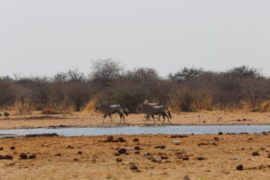 Etosha Milli Parkı 'nda Afrika antilobu.