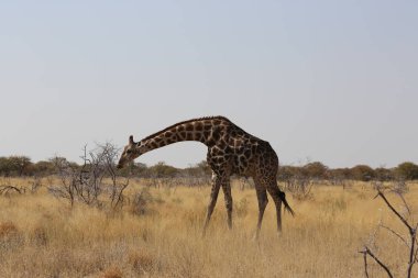 Zürafalar en sevdikleri yemeği ararlar, akasya yaprakları..