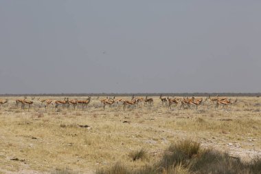 Etoşa parkında hayvan grupları