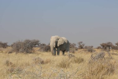 etkin ulusal Park'ta fil