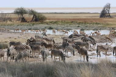 Etoşa parkında hayvan grupları