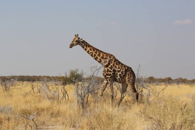 Zürafalar en sevdikleri yemeği ararlar, akasya yaprakları..