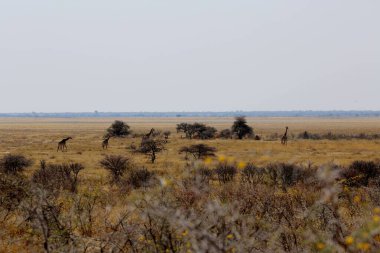 Etosha Milli Parkı 'nın tipik manzarası
