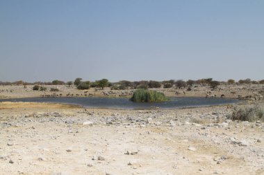 Etosha Milli Parkı 'nın tipik manzarası