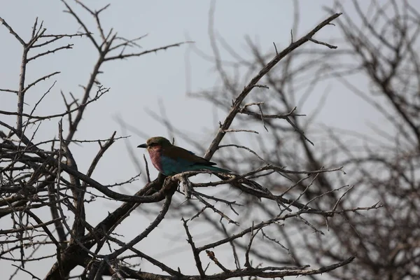 Lilac- breasted Roller Bird в парке Etosha — стоковое фото