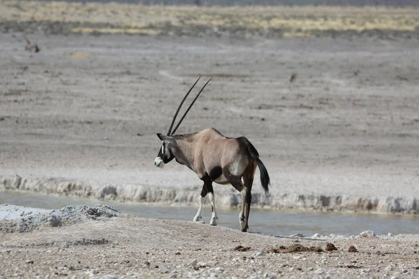 Oryx bebe agua de un charco en Etosha Park —  Fotos de Stock