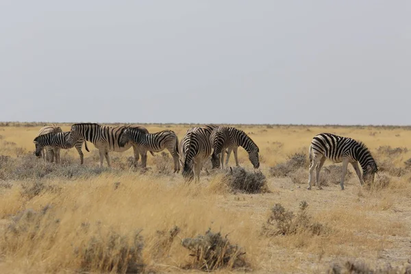 Pasoucí se zebry v parku Etosha — Stock fotografie