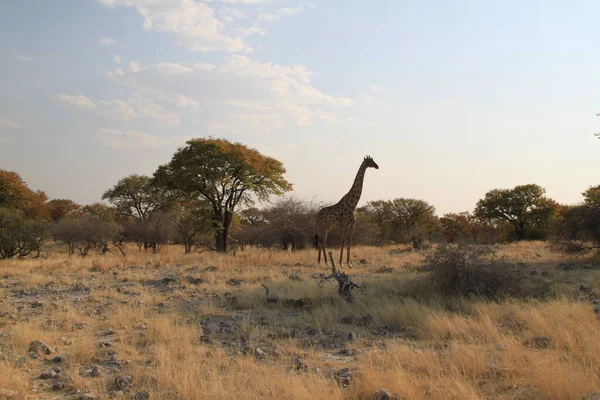 A zsiráfok a kedvenc ételüket keresik, az akác leveleket.. — Stock Fotó