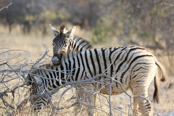 Αγαπώντας ζέβρες βόσκηση στο Εθνικό Πάρκο Etosha — Φωτογραφία Αρχείου