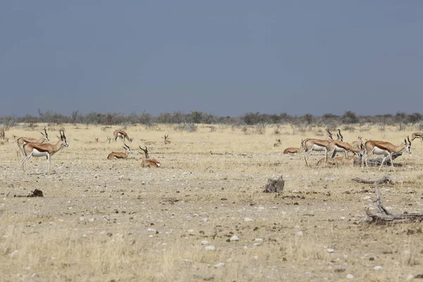 Typowy krajobraz Parku Narodowego Etosha — Zdjęcie stockowe