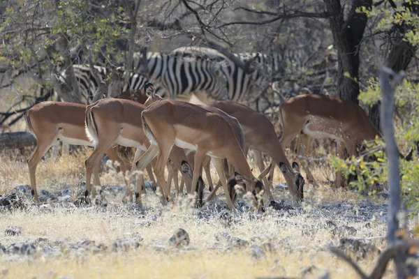Groepen dieren in het etosha park — Stockfoto