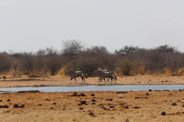 Oryx στο Εθνικό Πάρκο Etosha — Φωτογραφία Αρχείου