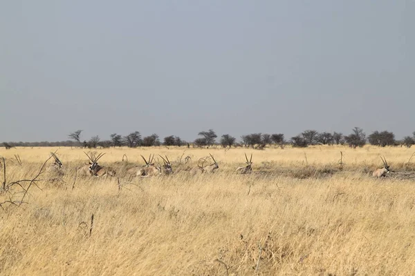 Typisch landschap van het Etosha National Park — Stockfoto