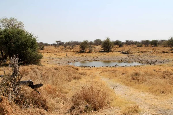 Az Etosha Nemzeti Park jellegzetes tájképe — Stock Fotó