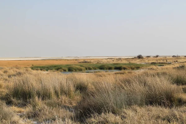 Az Etosha Nemzeti Park jellegzetes tájképe — Stock Fotó