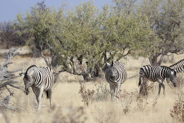 Szerető zebrák legeltetése az Etosha Nemzeti Parkban — Stock Fotó
