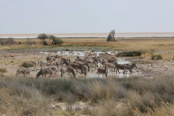 Groepen dieren in het etosha park — Stockfoto