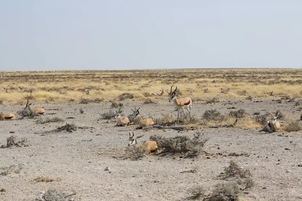 Az Etosha Nemzeti Park jellegzetes tájképe — Stock Fotó