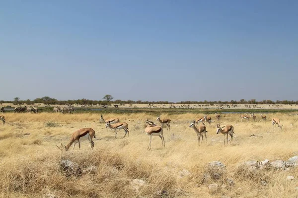 Az Etosha Nemzeti Park jellegzetes tájképe — Stock Fotó