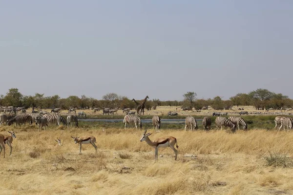 Groups of animals in the etosha park