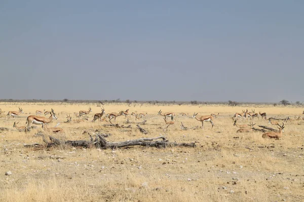 Typisch landschap van het Etosha National Park — Stockfoto
