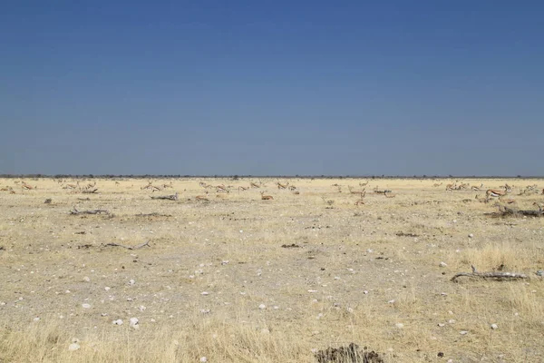 Etosha Milli Parkı 'nın tipik manzarası — Stok fotoğraf