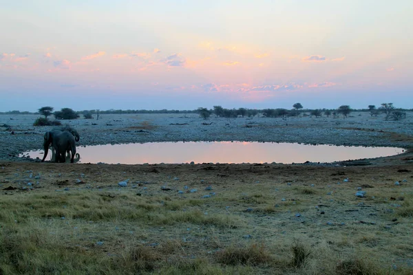 Слони п'ють у басейні води на заході сонця — стокове фото