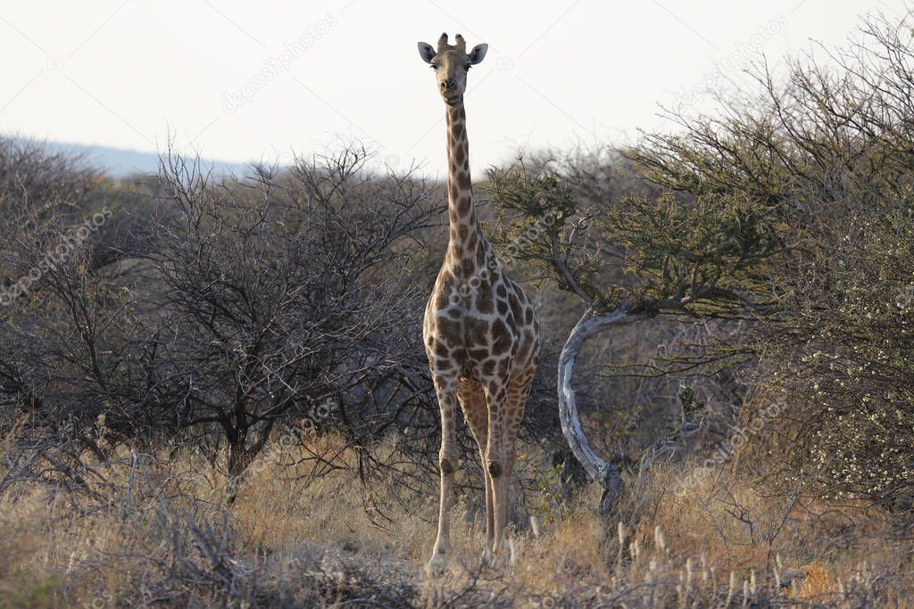 Giraffes look for their favorite food, the acacia leaves.
