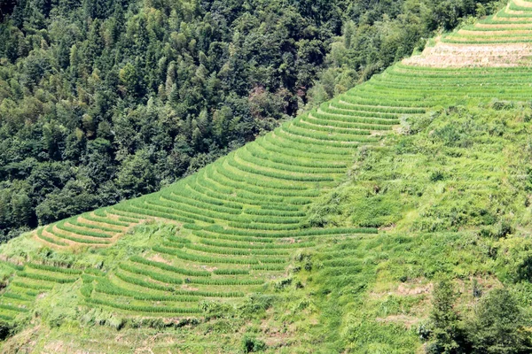 Mimořádná krajina rýžových polí Longji — Stock fotografie